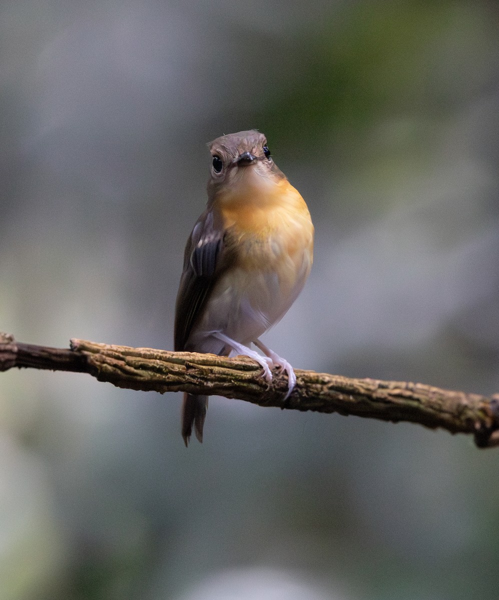 Rufous-chested Flycatcher - ML644763978