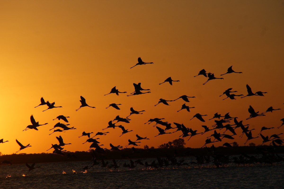 Chilean Flamingo - ML644763994