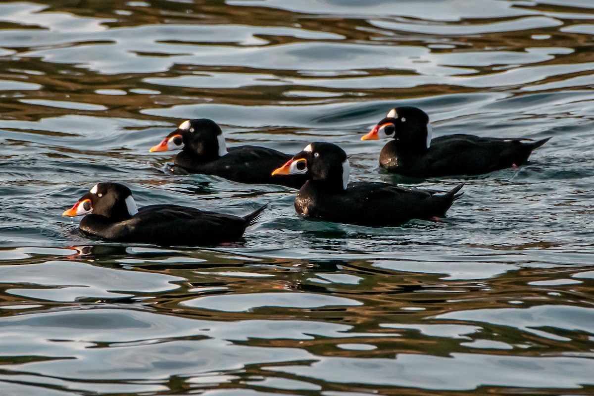 Surf Scoter - ML644764005