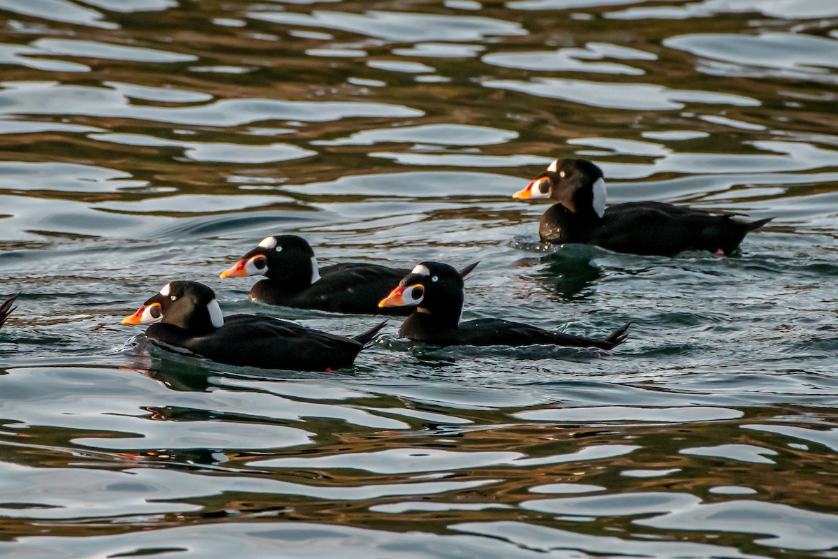 Surf Scoter - ML644764006