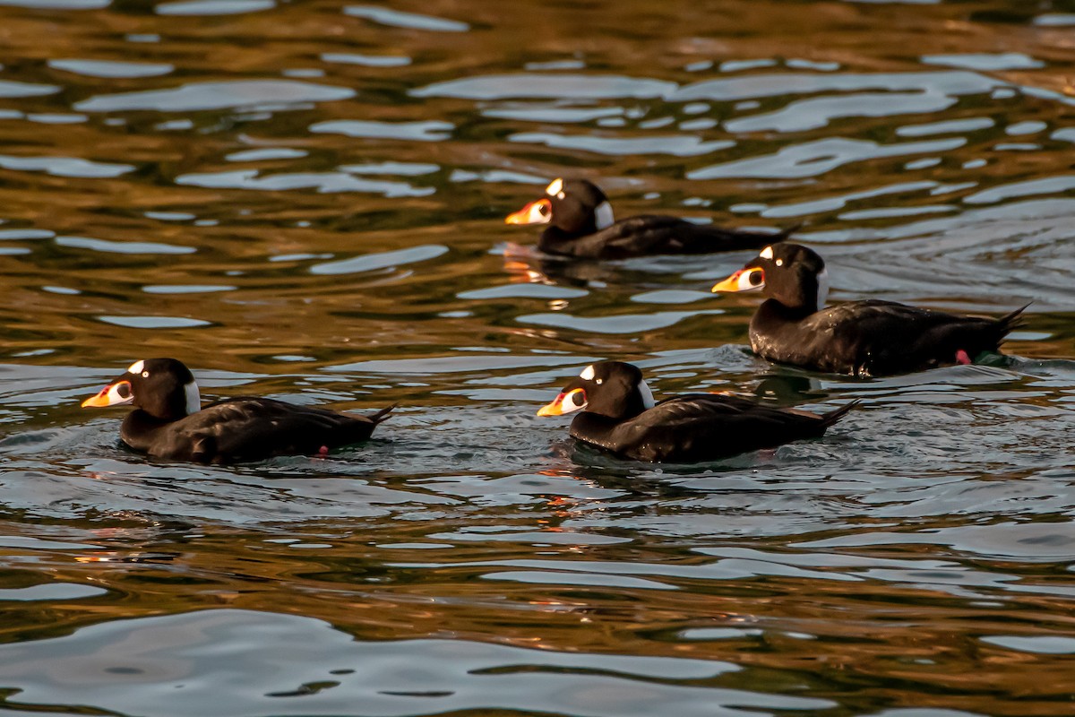 Surf Scoter - ML644764007