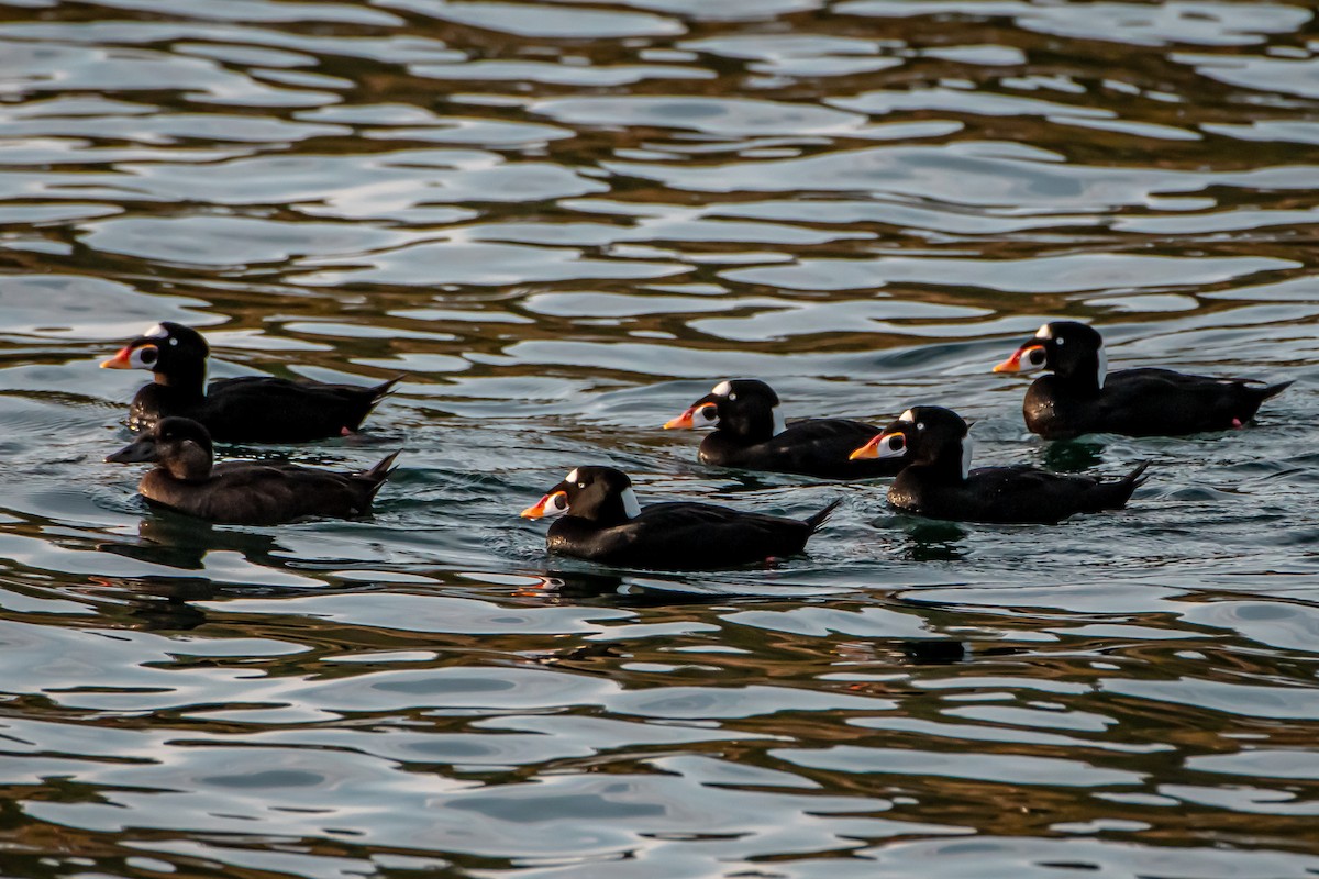 Surf Scoter - ML644764011