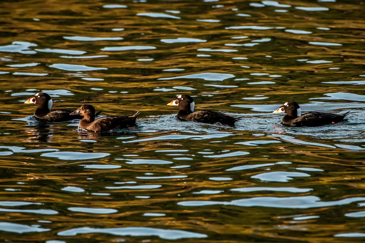 Surf Scoter - ML644764012