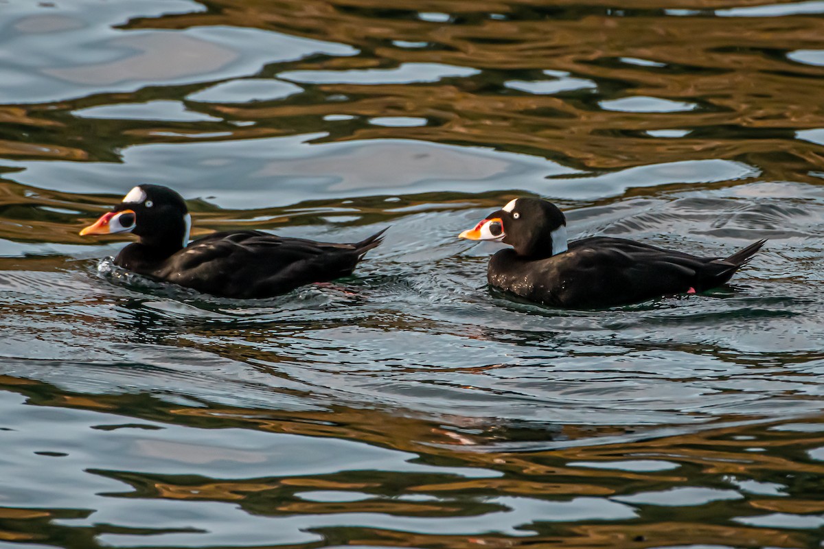 Surf Scoter - ML644764013