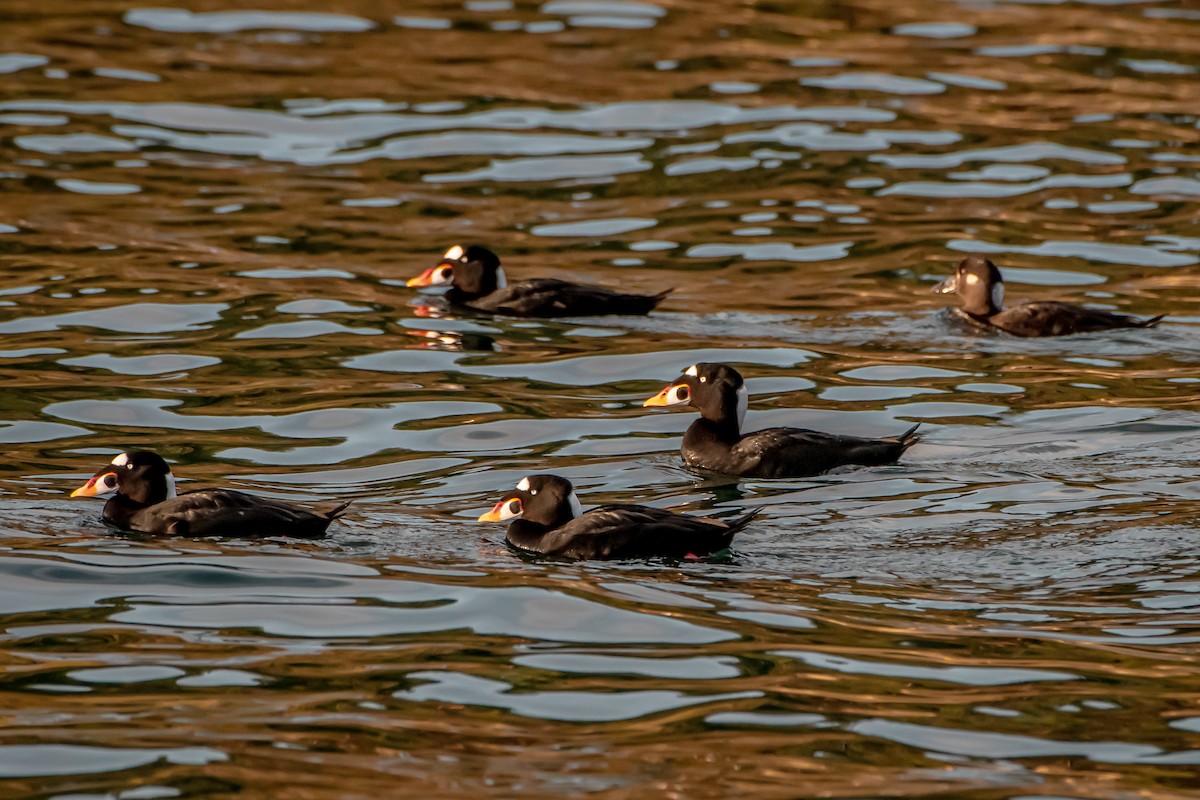 Surf Scoter - ML644764014