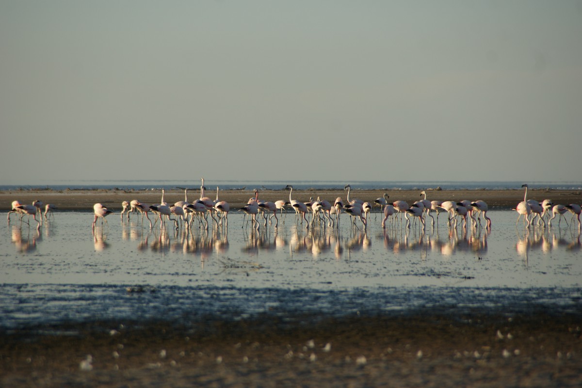 Chilean Flamingo - ML644764026