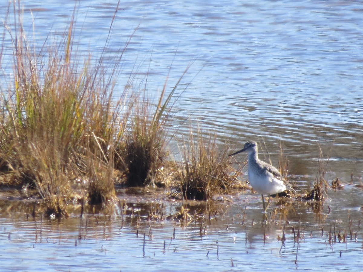 Greater Yellowlegs - ML644764031