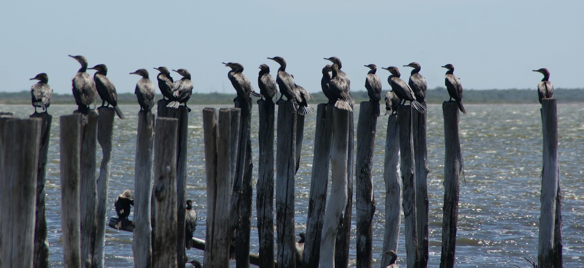 Neotropic Cormorant - ML644764041