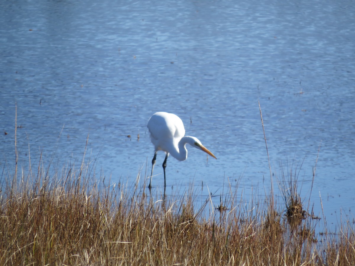 Great Egret - ML644764066