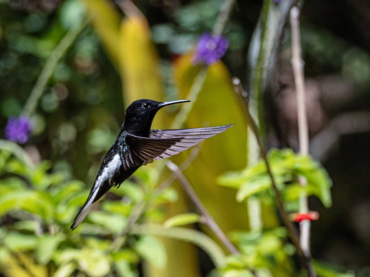 クロハチドリ - ML644764071