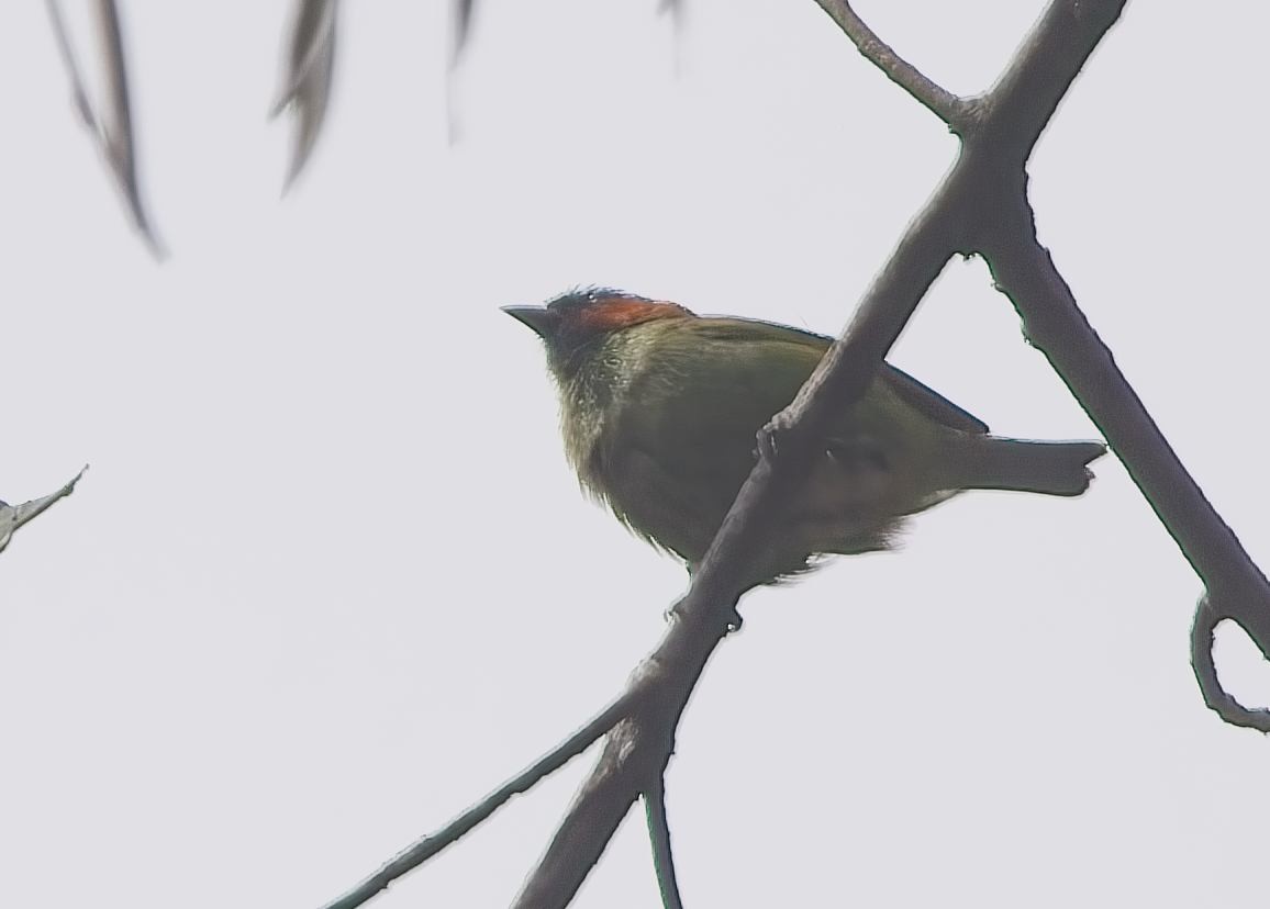 Red-necked Tanager - ML644764074