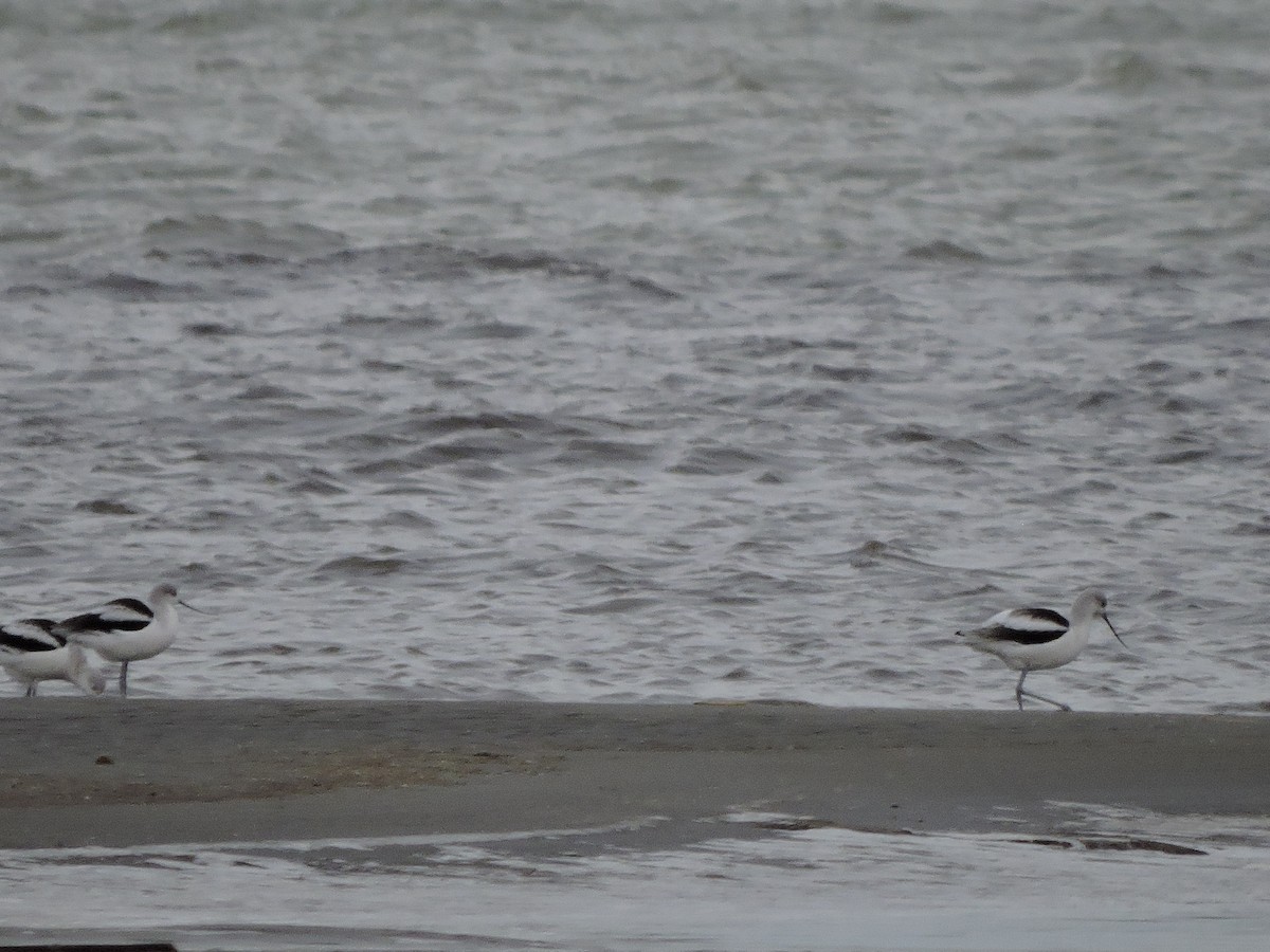 American Avocet - ML644764091