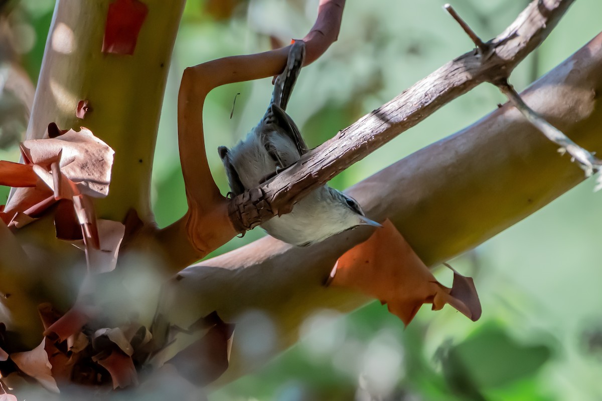 Підбуреник - ML644764112