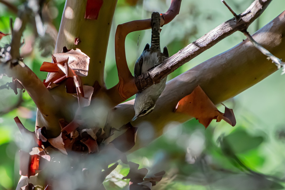 Підбуреник - ML644764113