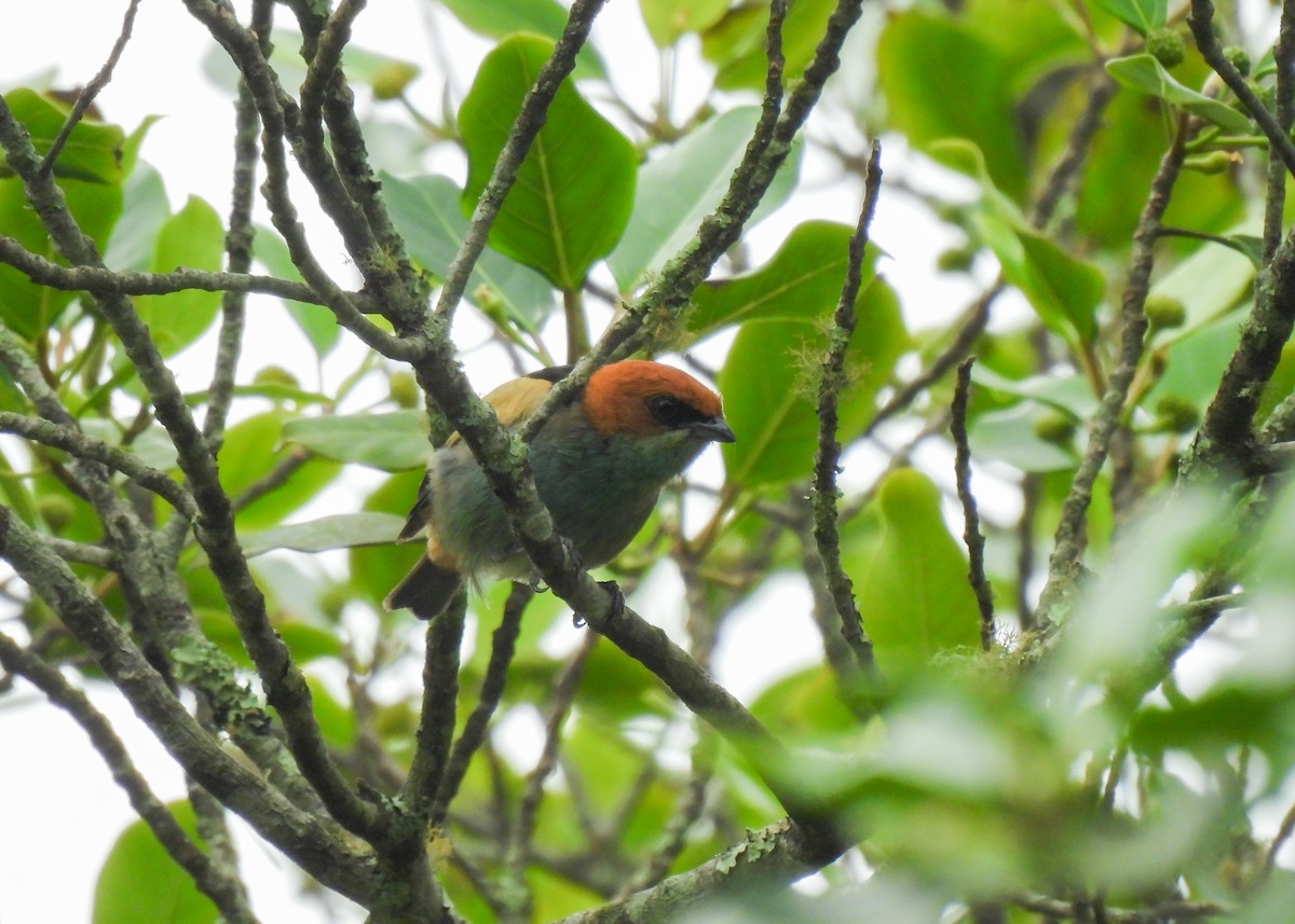 Черноспинная танагра - ML644764114