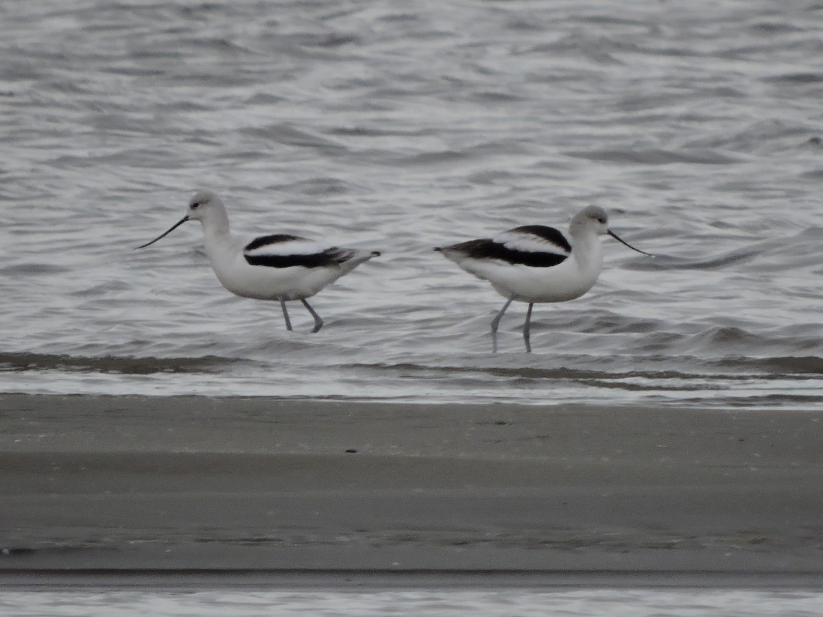 American Avocet - ML644764119