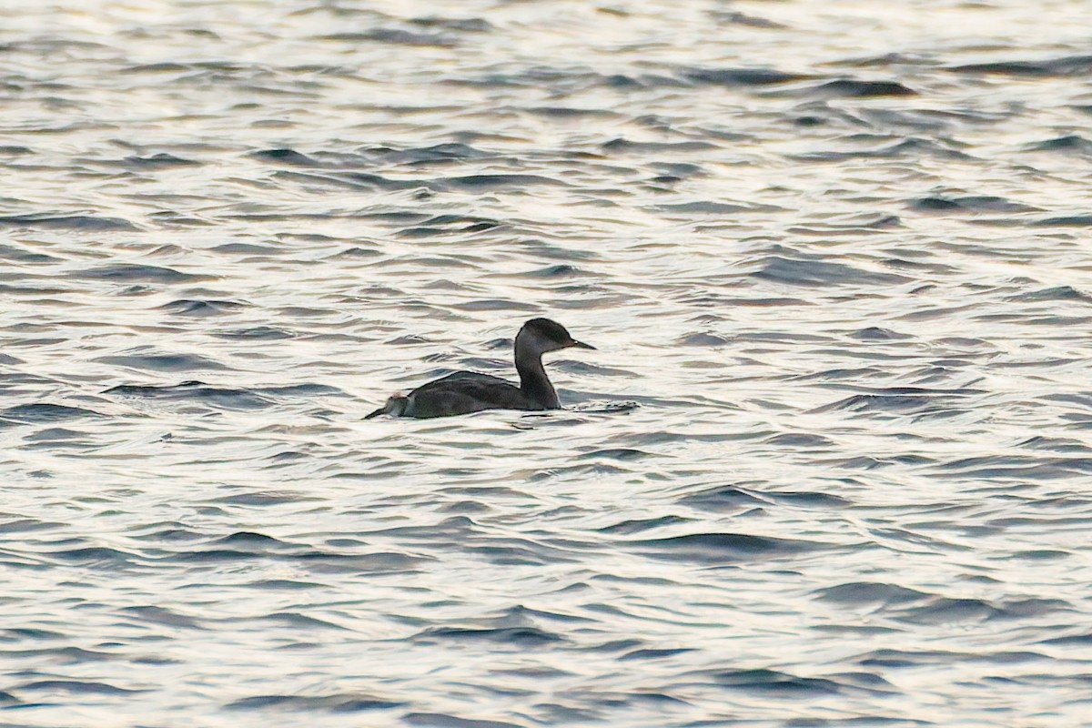 Пірникоза сірощока - ML644764128