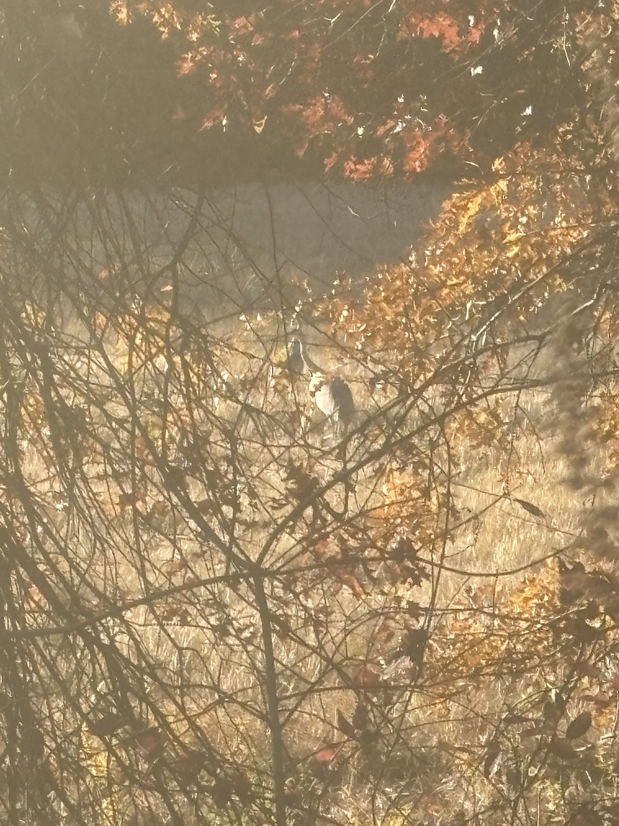 Sandhill Crane - ML644764135