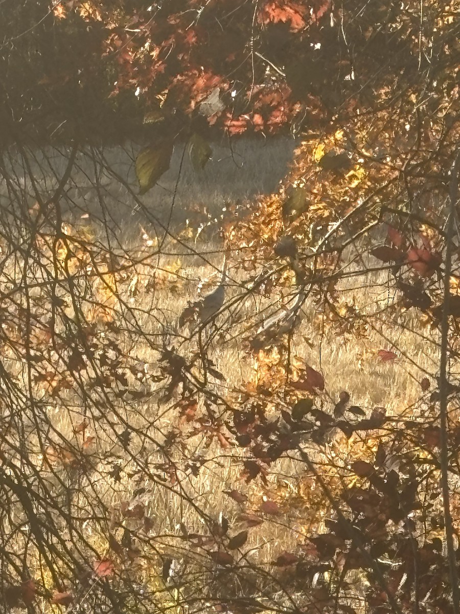 Sandhill Crane - ML644764136