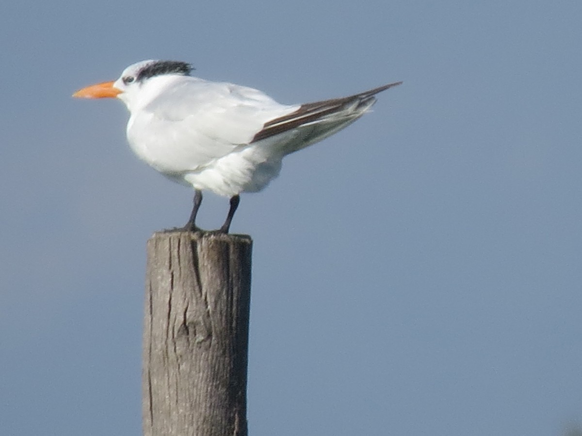 Royal Tern - ML644764142