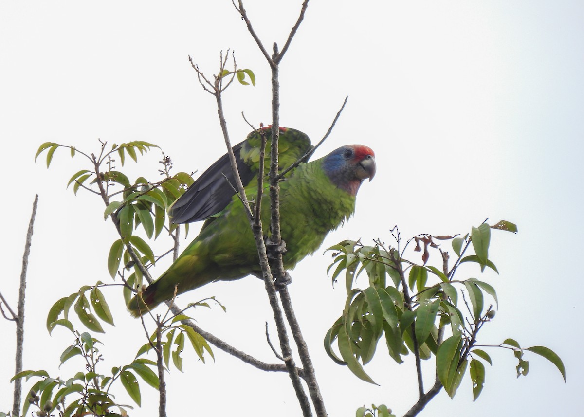 Red-tailed Amazon - ML644764167