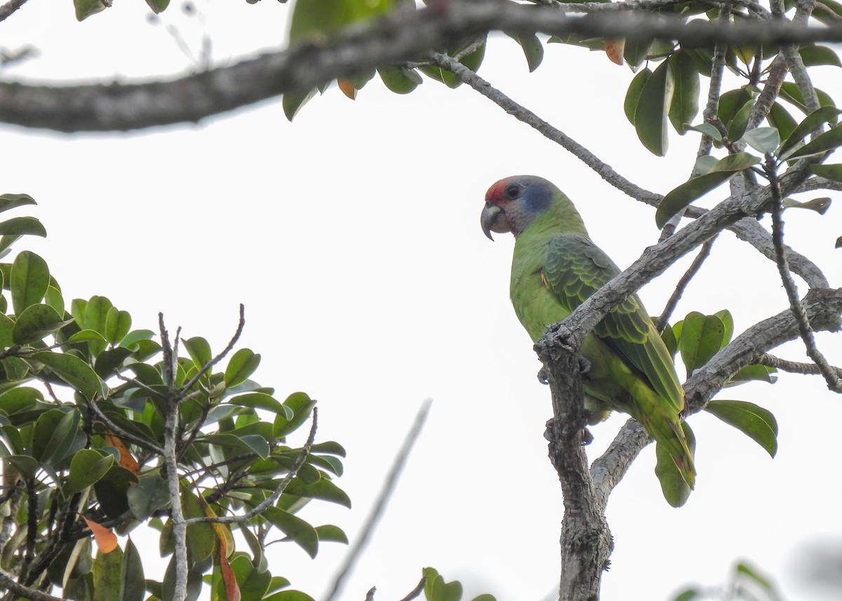 Red-tailed Amazon - ML644764168