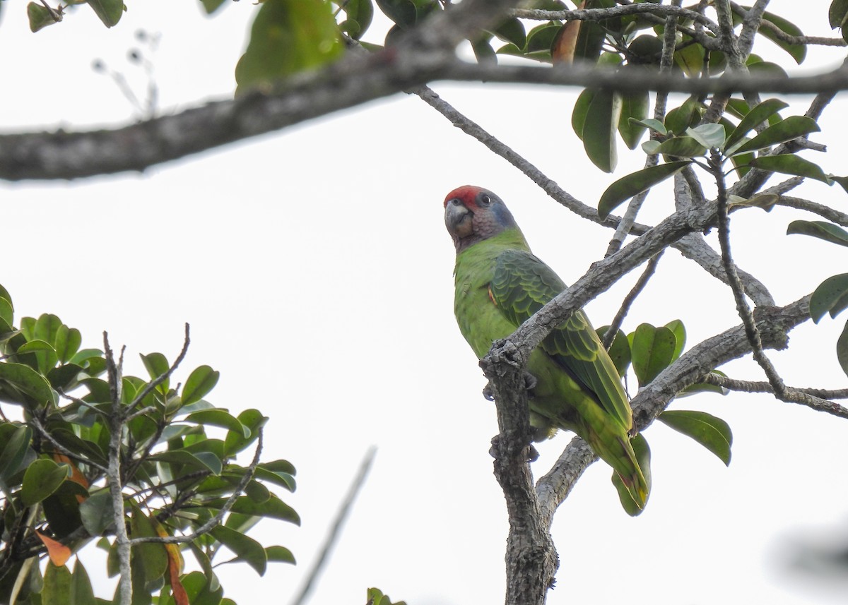 Red-tailed Amazon - ML644764169