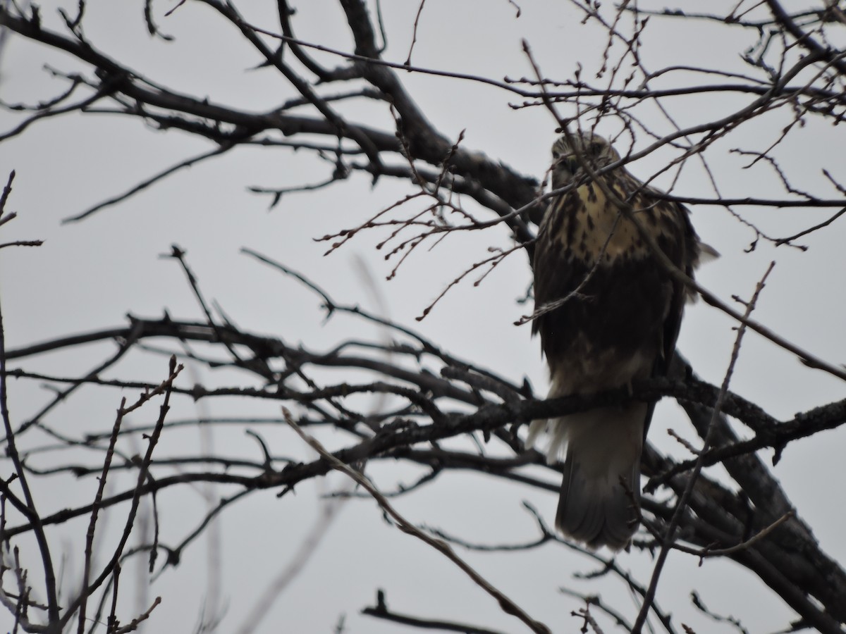 Rough-legged Hawk - ML644764182