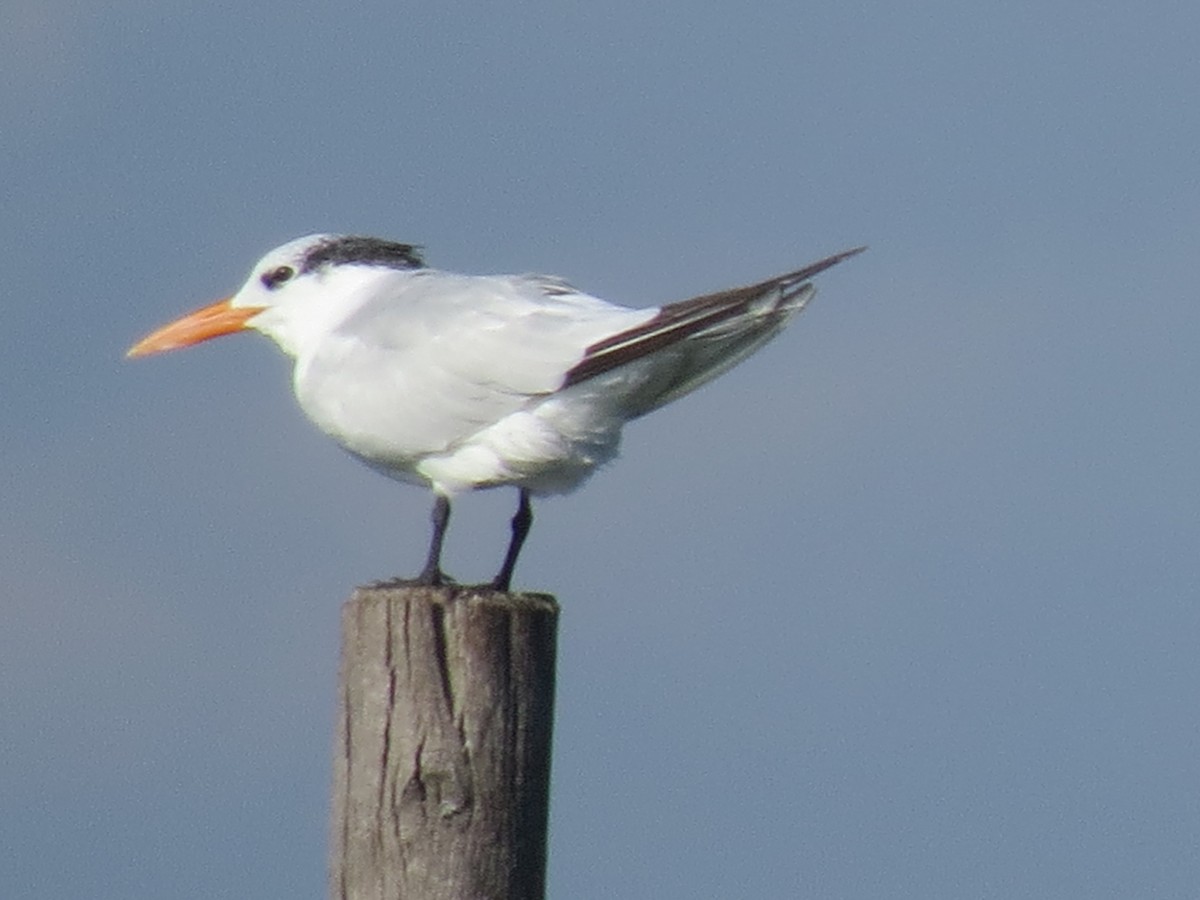 Royal Tern - ML644764192
