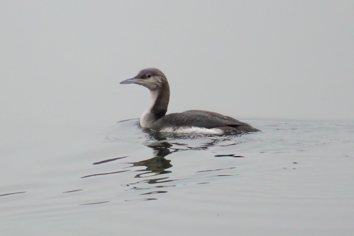 Хилэн гүеэт гахууна - ML644764196