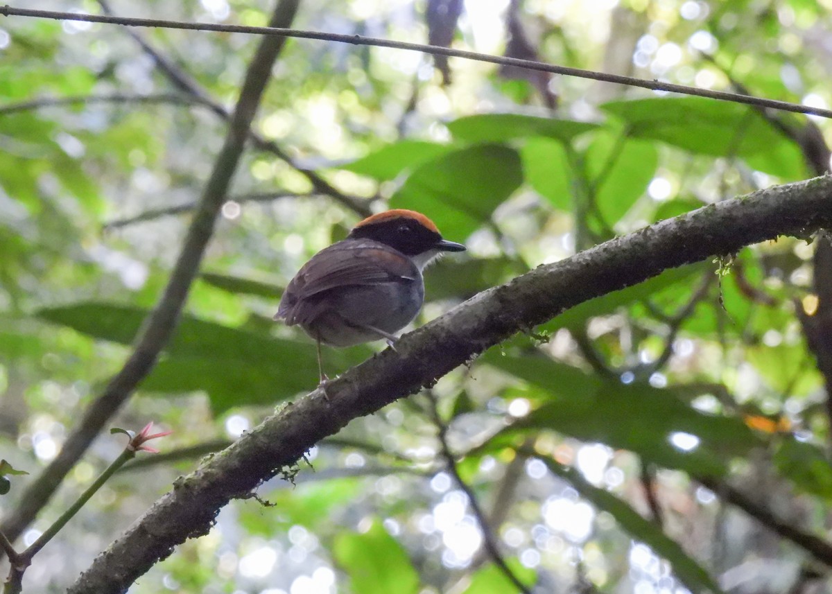 Black-cheeked Gnateater - ML644764206