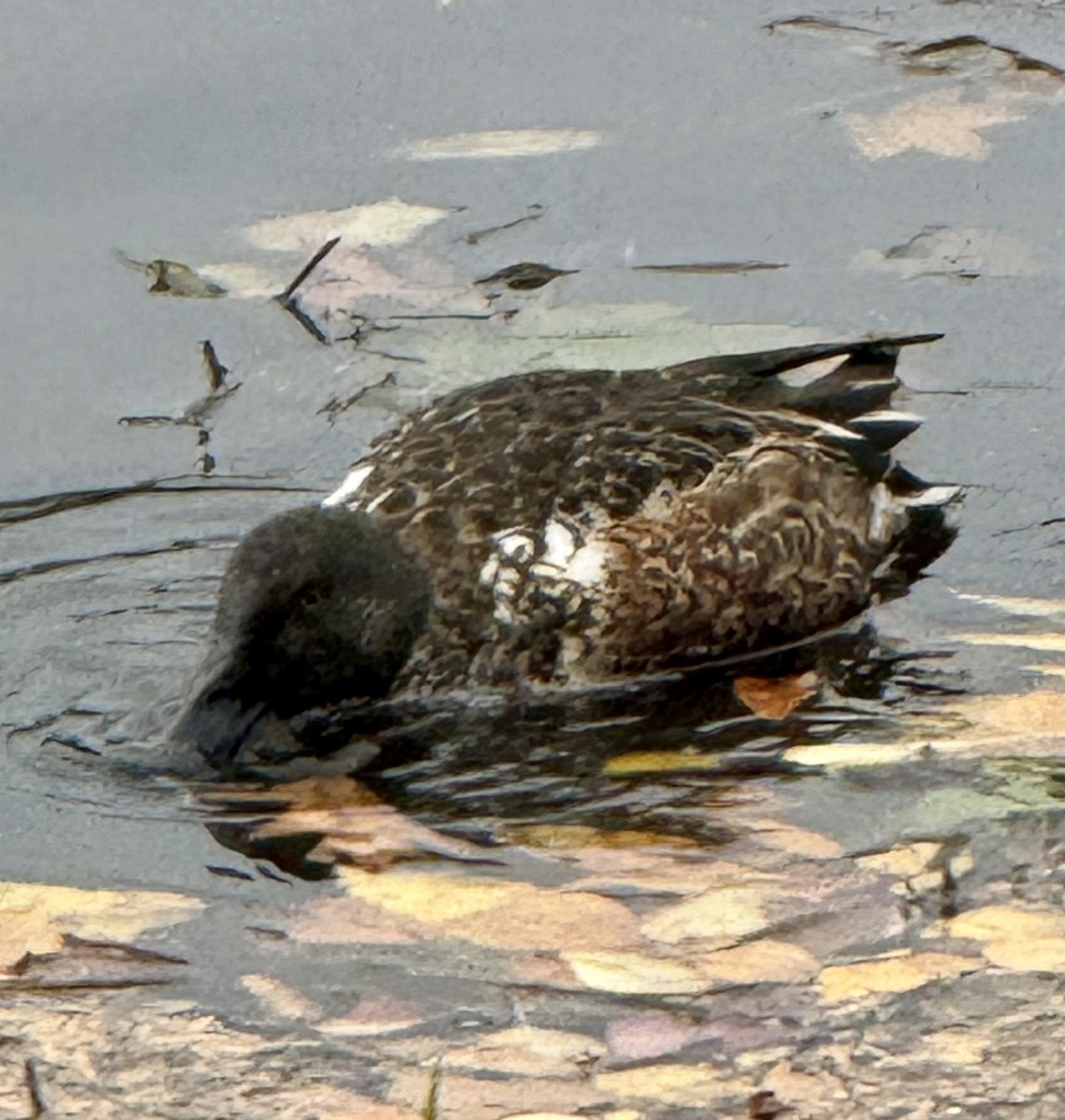 Canard souchet - ML644764209