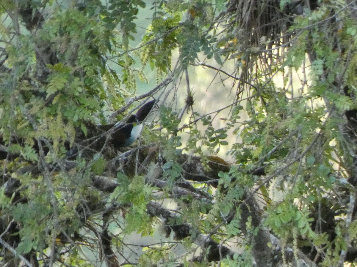 Андигена білощока - ML644764221