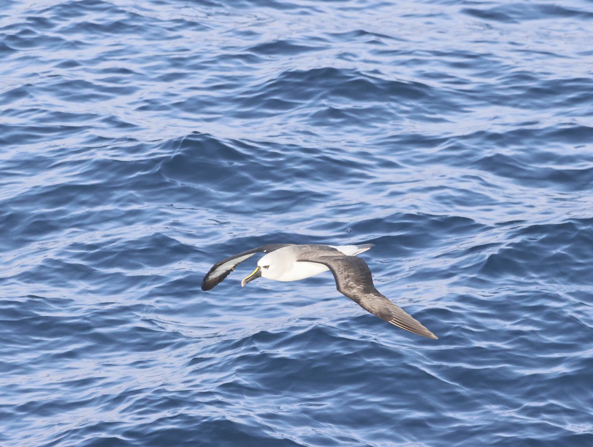 gulnesealbatross - ML644764237