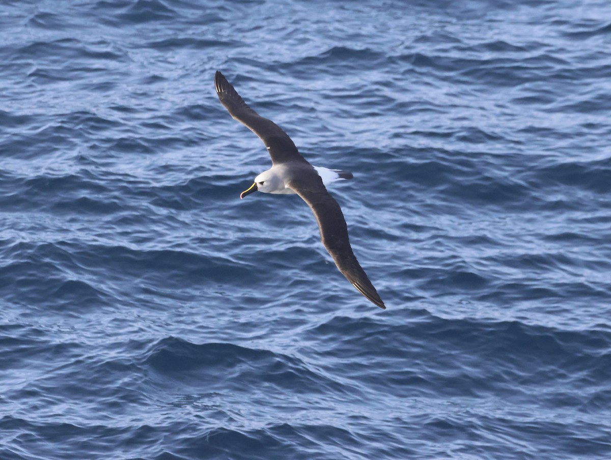 gulnesealbatross - ML644764238