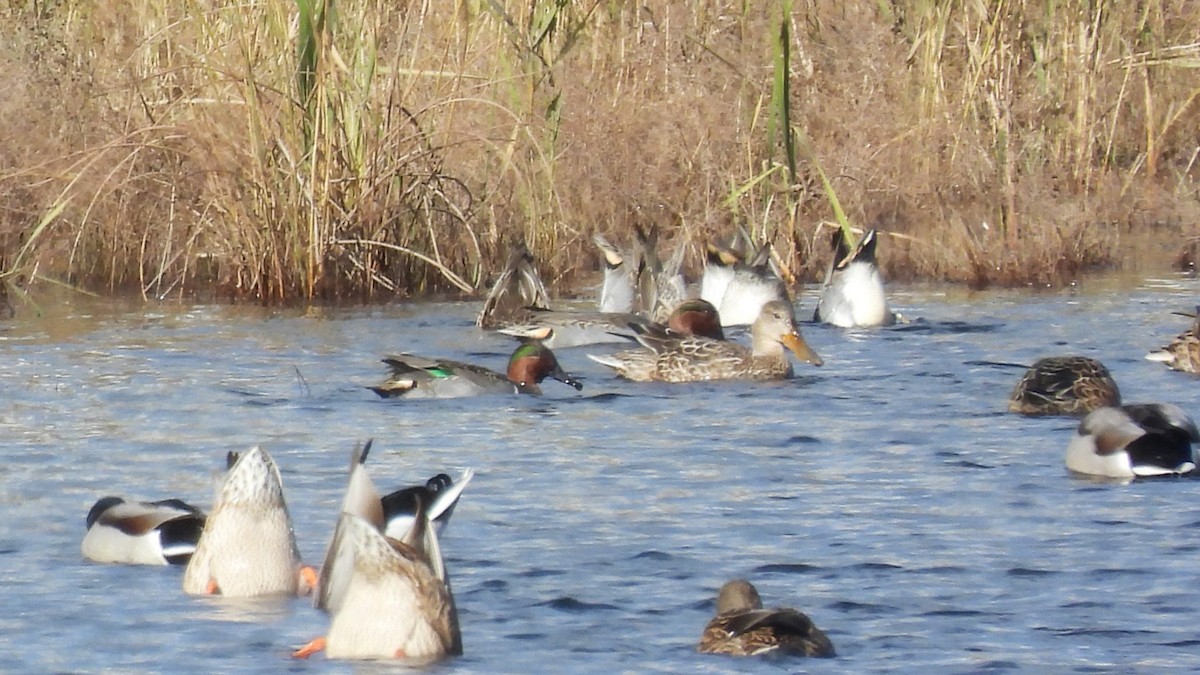 Canard souchet - ML644764246