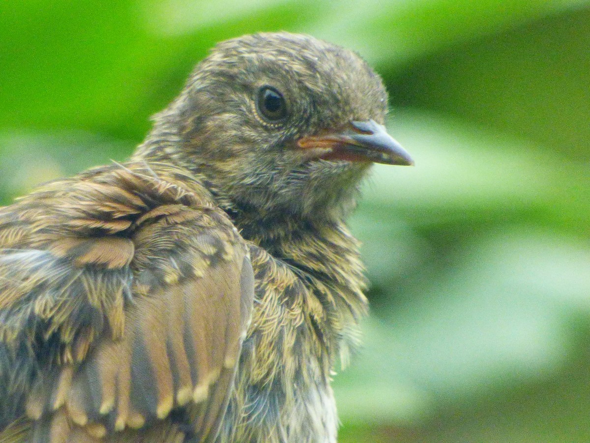 סתרי מצוי - ML644764247