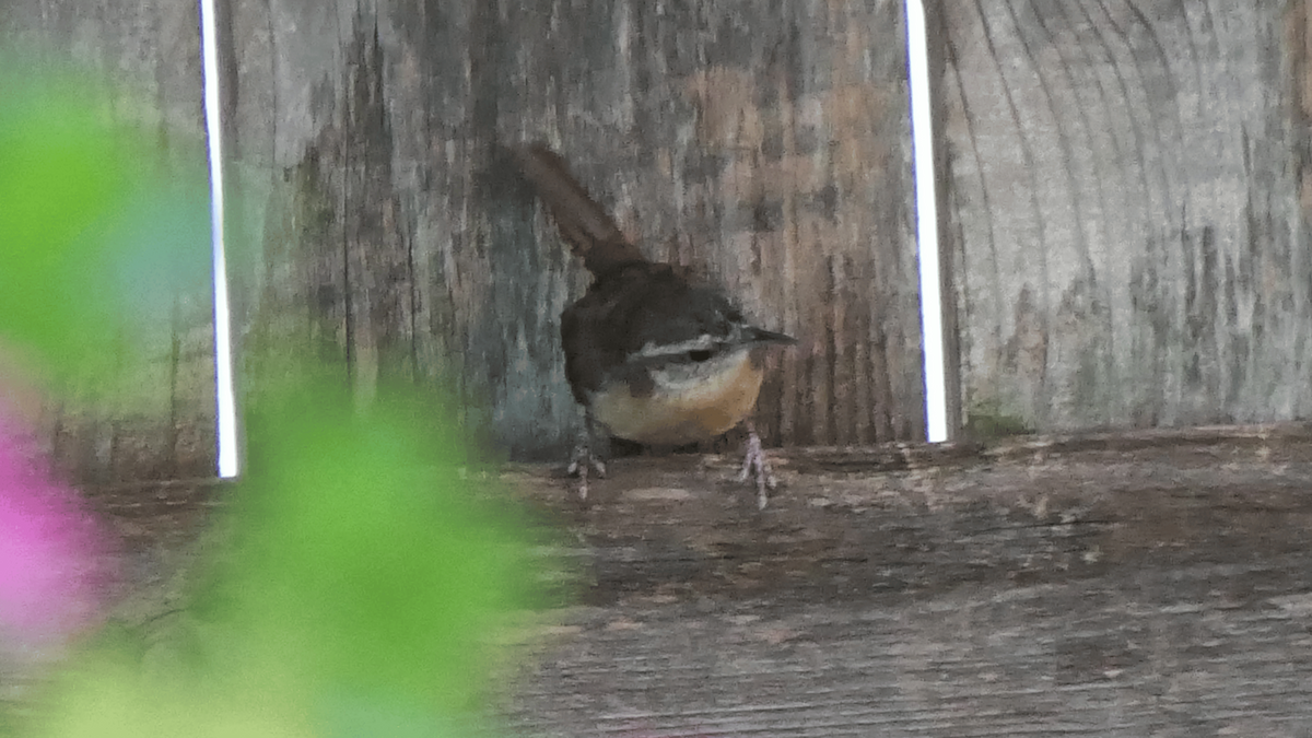 チャバラマユミソサザイ - ML644764249