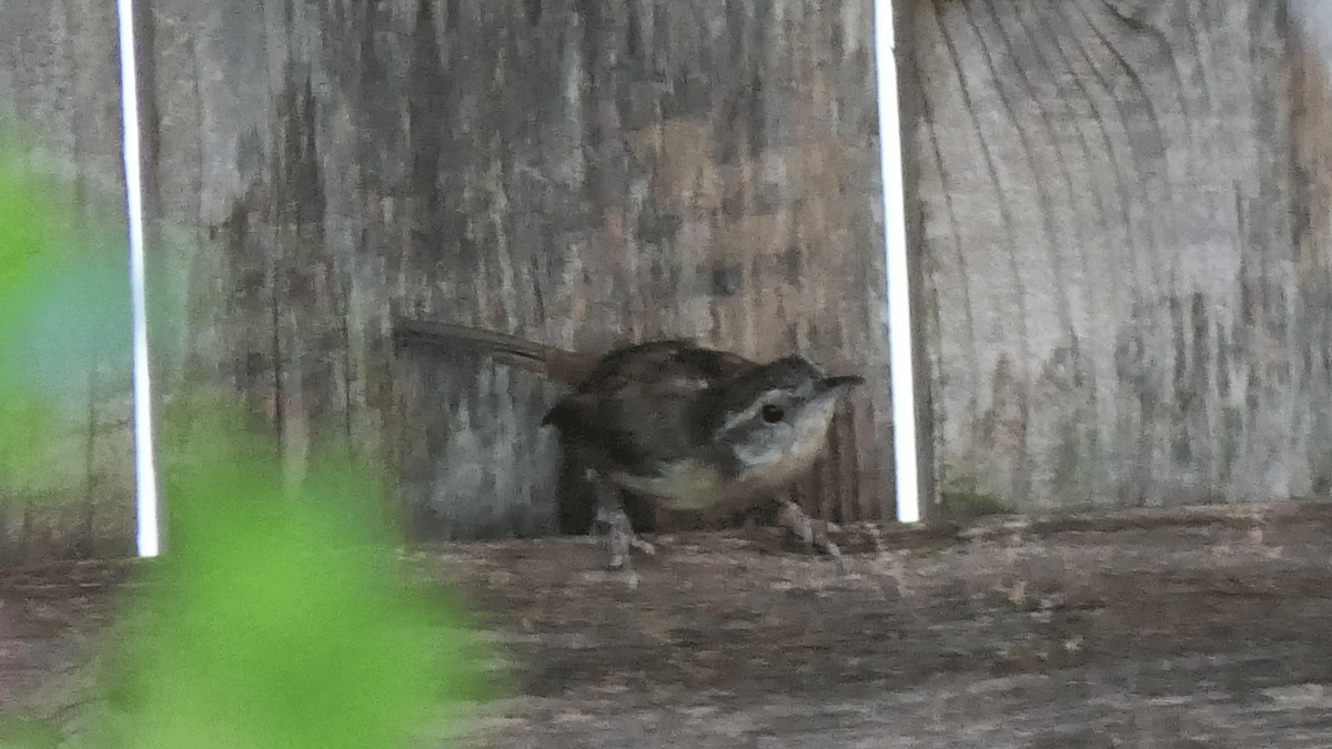 チャバラマユミソサザイ - ML644764250