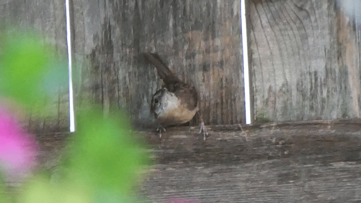 チャバラマユミソサザイ - ML644764251