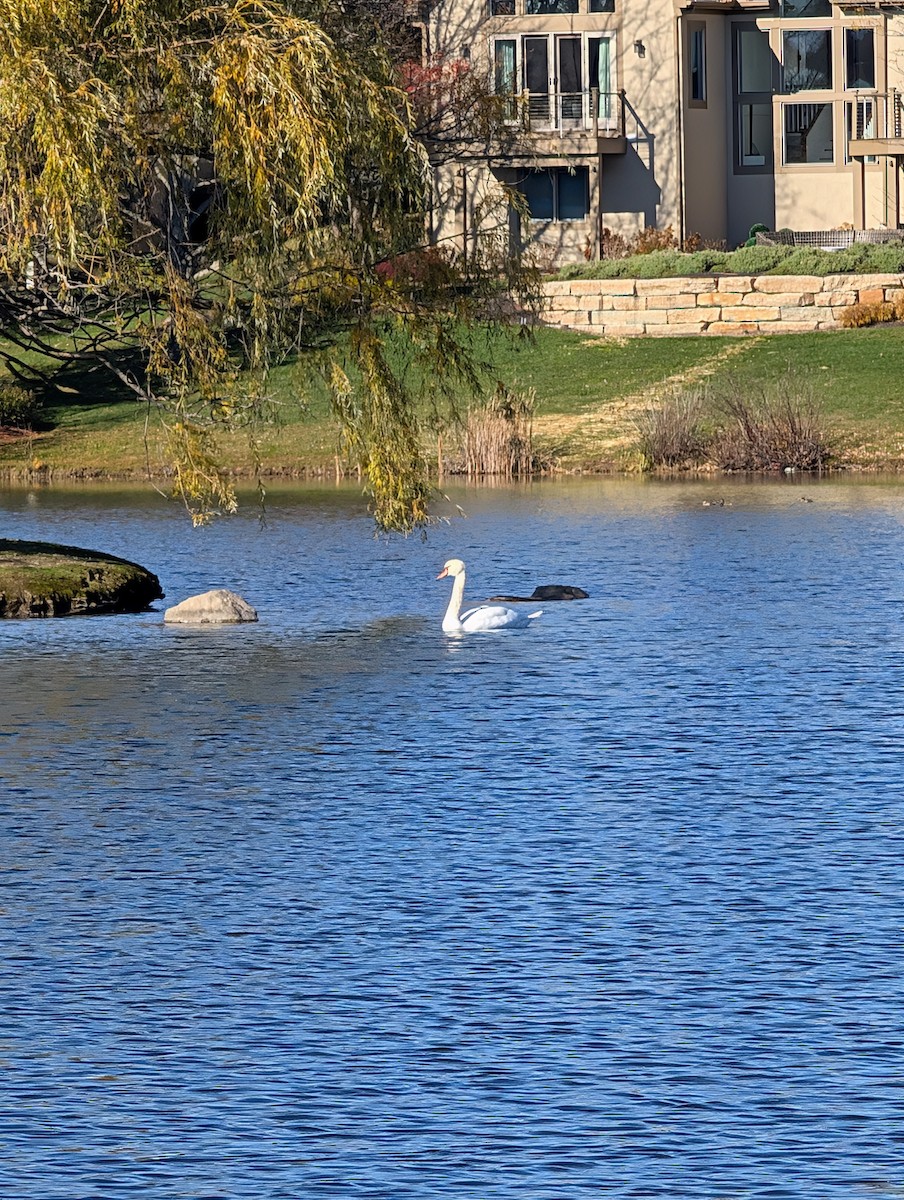 labuť velká - ML644764260