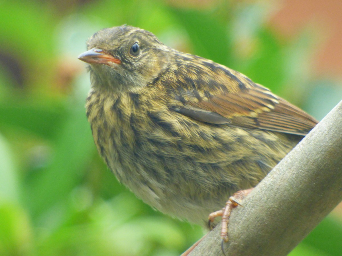סתרי מצוי - ML644764262