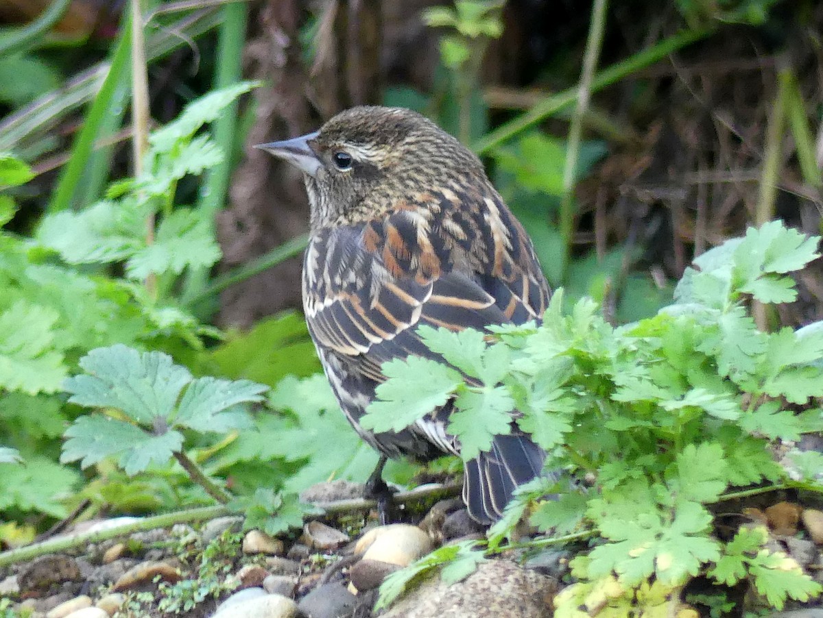Red-winged Blackbird - ML644764265