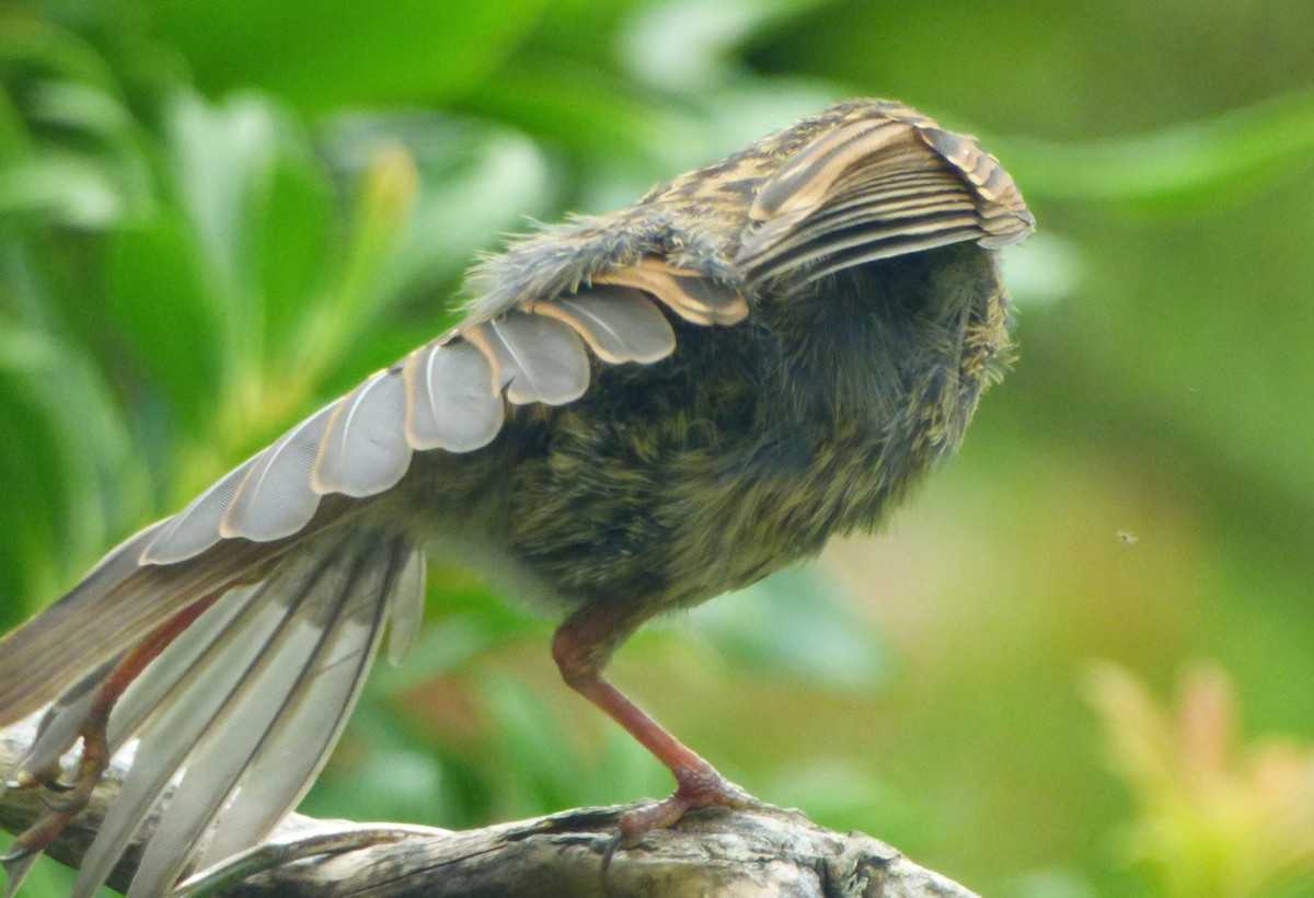 סתרי מצוי - ML644764273