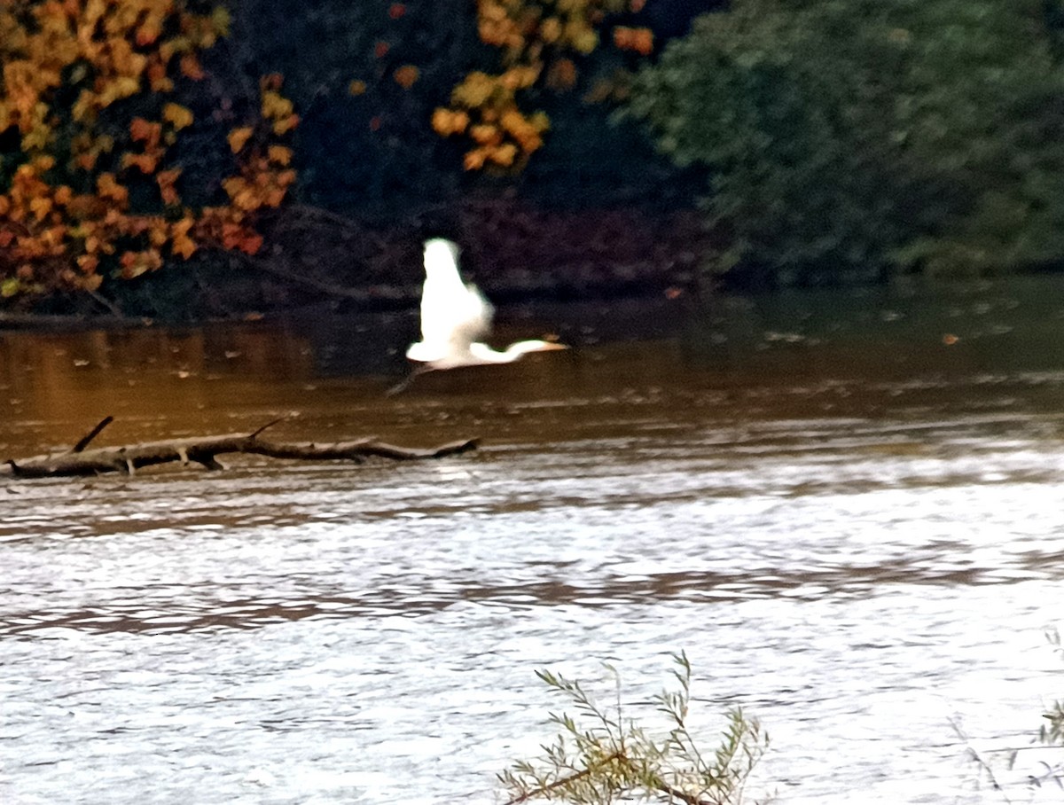Great Egret - ML644764274