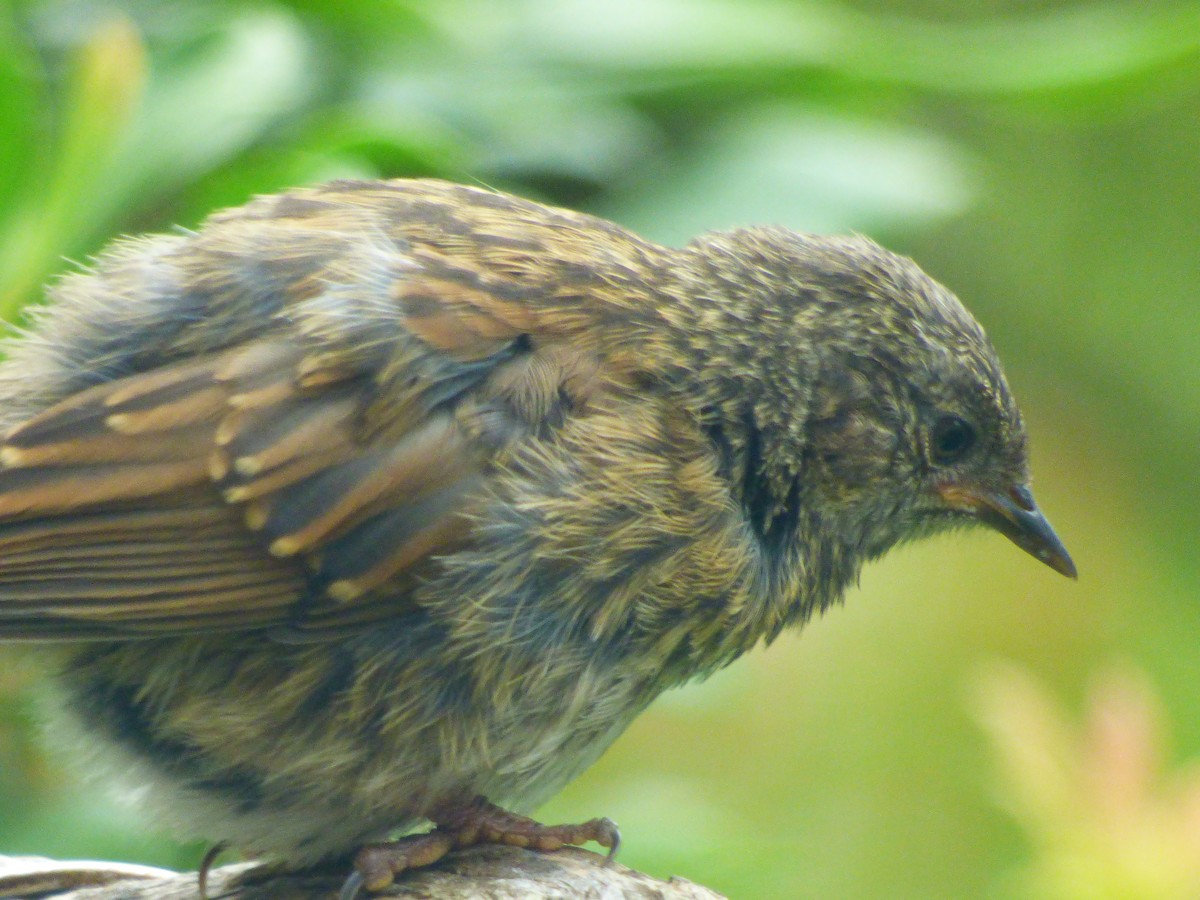סתרי מצוי - ML644764283