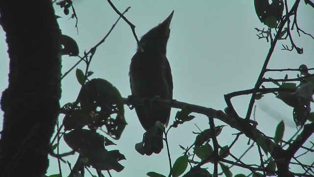 Great Barbet - ML644764288