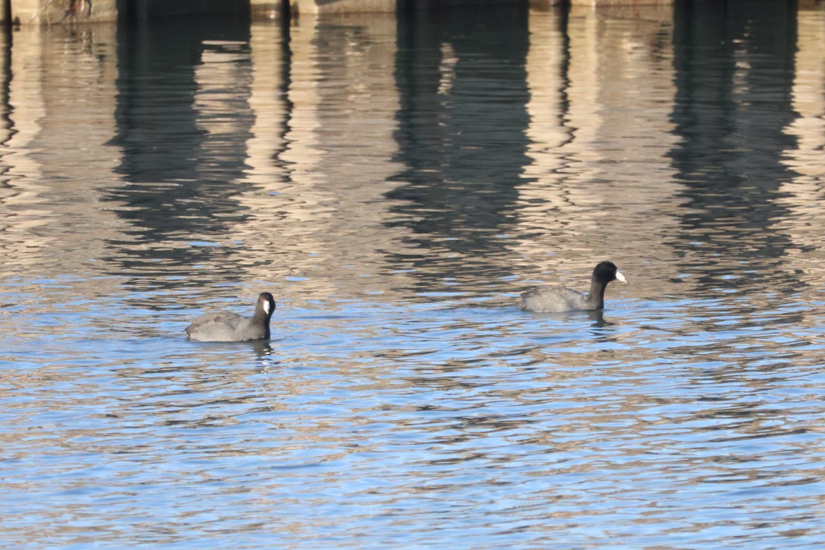 Лиска американська - ML644764289