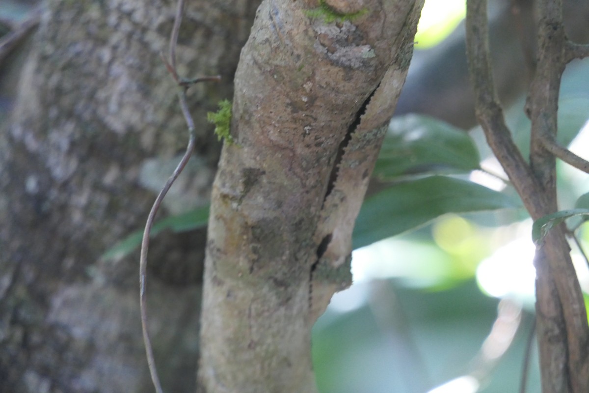 Mossy Leaf-tailed Gecko - ML644764339