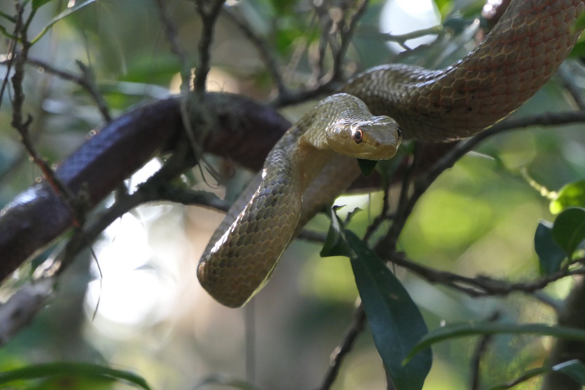 Bernier's Striped Snake - ML644764340